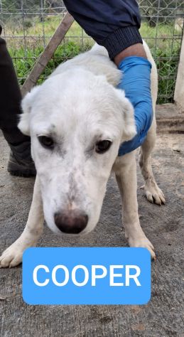 CUCCIOLI 3 MESI E MEZZO TAGLIA MEDIA SONO IN CANILE - Foto 3