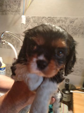 CUCCIOLI DI CAVALIER KING DA PRIVATO - Foto 2