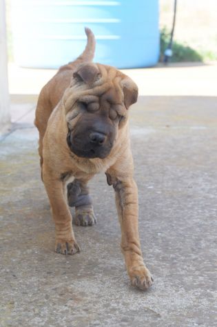 Adotta Anita dal canile, simil Shar pei - Foto 4