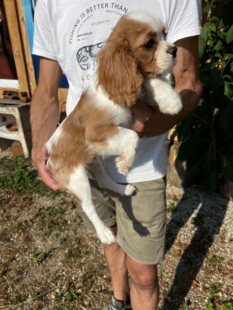 Cucciolo Maschietto Cavalier King Charles Spaniel - Foto 6