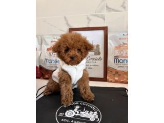 Barboncino Nano Red / Fulvo