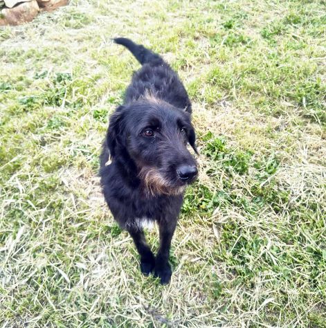 Jerry dolcissimo spinone in adozione - Foto 5