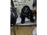 Cocker spaniel
