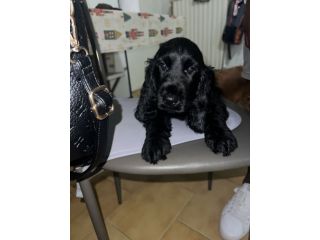 Cocker spaniel