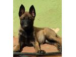 Pastore Belga Malinois cuccioli con pedigree