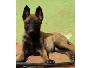Pastore Belga Malinois cuccioli con pedigree