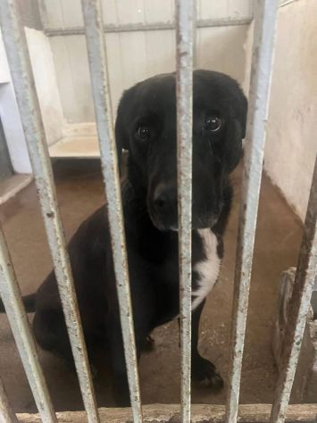 BORIS FANTASTICO ESEMPLARE DI CANE COZZA! DOLCISSIMO CAGNOLINO IN ADOZIONE - Foto 2