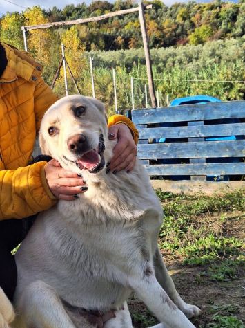 CORBINA MAGNIFICO CARATTERE CANE IN ADOZIONE