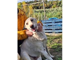 CORBINA MAGNIFICO CARATTERE CANE IN ADOZIONE