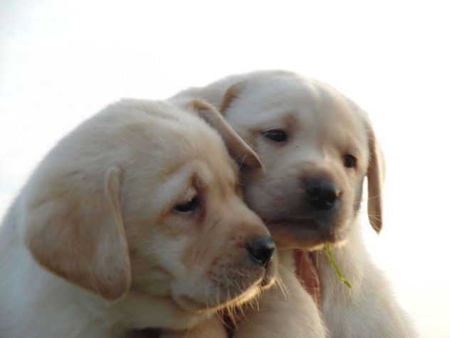 Cucciolo Labrador con Pedigree - Allevamento Labrador EXPO - Foto 6