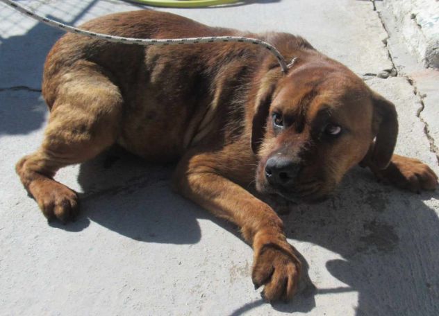 BART 2 ANNI SIMIL CORSO IN CANILE - Foto 2