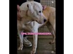 BLOOM AFFETTUOSA CAGNOLONA IN ADOZIONE