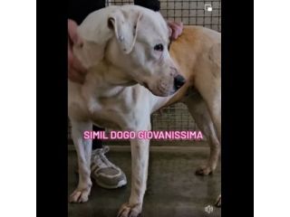 BLOOM AFFETTUOSA CAGNOLONA IN ADOZIONE