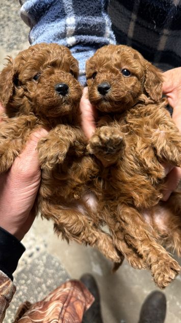 Cuccioli di Barboncino Toy con Genitori Visibili
