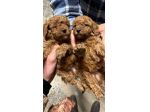 Cuccioli di Barboncino Toy con Genitori Visibili