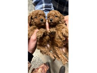Cuccioli di Barboncino Toy con Genitori Visibili