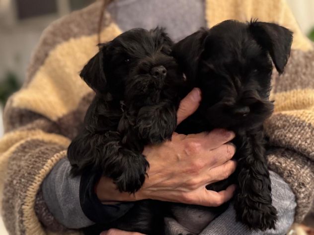 Zwergschnauzer comunemente detto Schnauzer nano - Foto 3