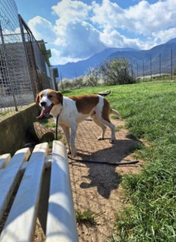 Zak -cagnolino dagli occhi magnetici- - Foto 3
