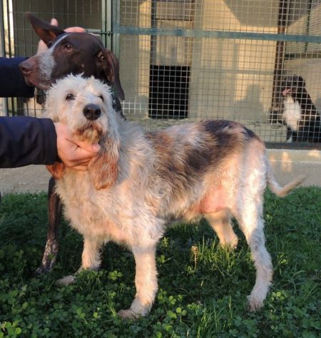 TRILLY, adozione del cuore per una cagnolina dolce e affettuosa - Foto 7