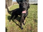 POPPY DELIZIOSA E GIOIOSA, SIMIL LABRADOR CANE IN ADOZIONE