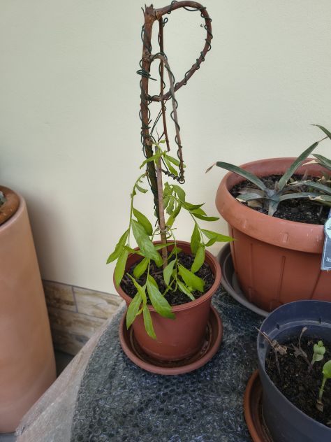 Bonsai Salix Babilonica - Foto 3