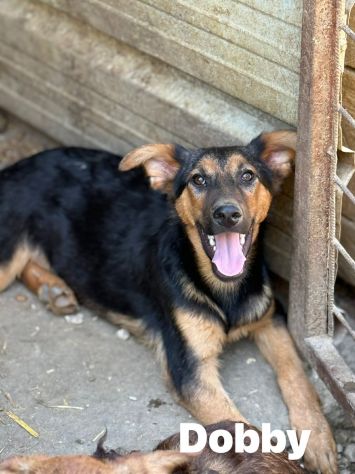 DOBBY, cucciolo mix PASTORINO dolcissimo! - Foto 4