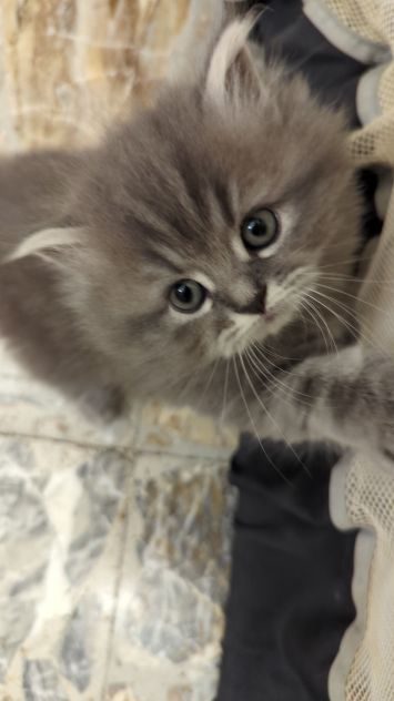 Gattini Persiani - Foto 5