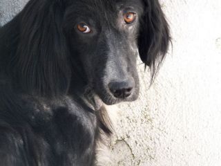 CARITA', adozione del cuore