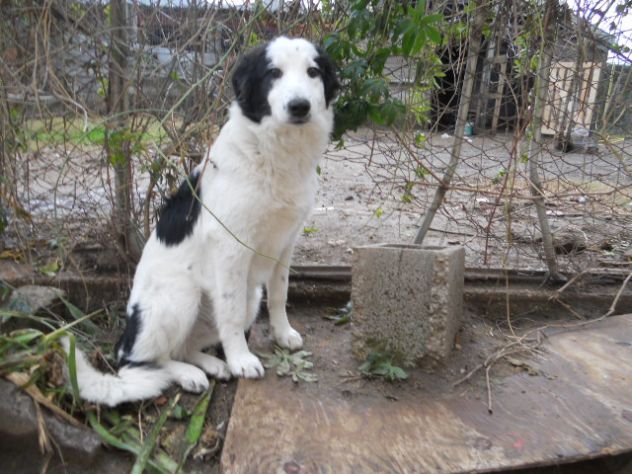 LOLA, bellissima cucciolotta - Foto 2