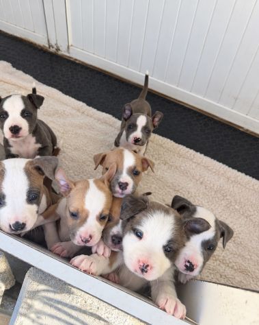 Cuccioli Amstaff