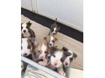 Cuccioli Amstaff