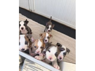 Cuccioli Amstaff