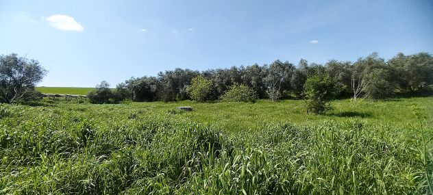 Laurentina - Monte Migliore 2 terreni (Edificabile e agricolo). Imperdibili !!! - Foto 5