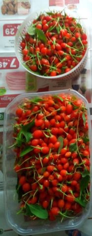 Bacche di Goji fresche biologiche – raccolta giornaliera - Foto 3