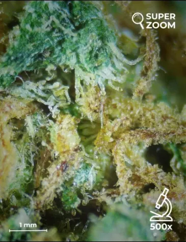 Critical+ - Foto 4
