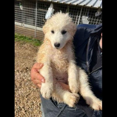 CUCCIOLI IN ADOZIONE UN MIRACOLO DI SALVEZZA - Foto 8