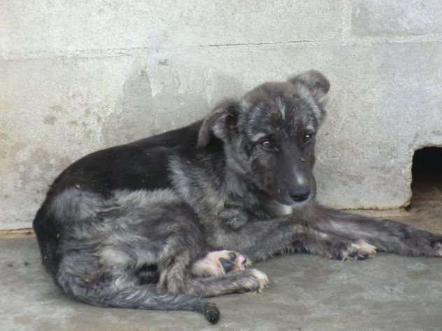 CHOPIN, bellissimo cucciolo timido - Foto 2