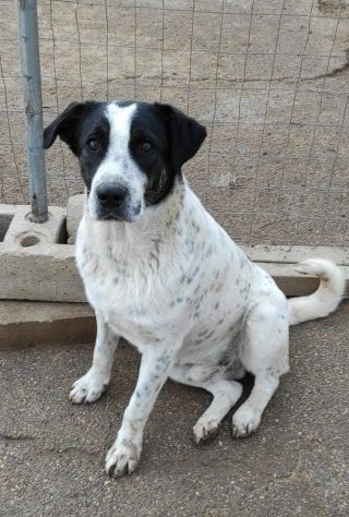 Cucciolone da sogno cerca ancora casa - Foto 2