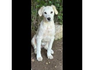 SALLY DELIZIOSA CUCCIOLA IN ADOZIONE