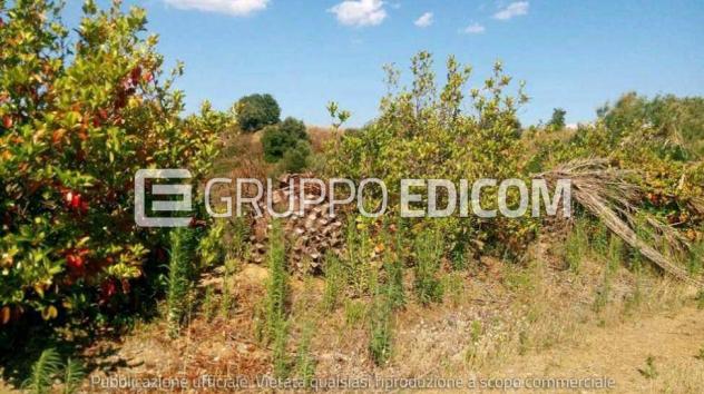 Fabbricati per attività agricole in vendita a Bernalda - Rif. 4543308