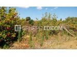 Fabbricati per attività agricole in vendita a Bernalda - Rif. 4543308