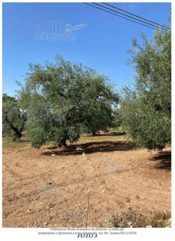 IMMOBILI-ALTRA CATEGORIA-Contrada Chiascia San Barbato - Foto 3