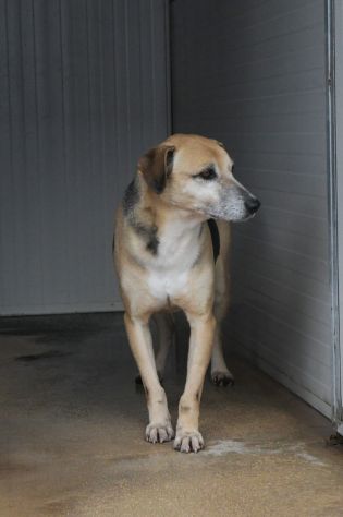 Lio entrato in canile da cucciolo - Foto 5