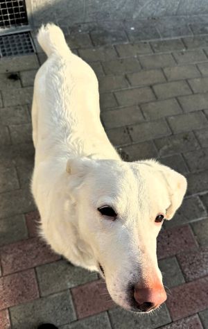GENNA CERCA UNA CASA - Foto 6