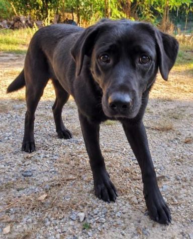 ARON LABRADOR RETRIEVER 2 ANNI