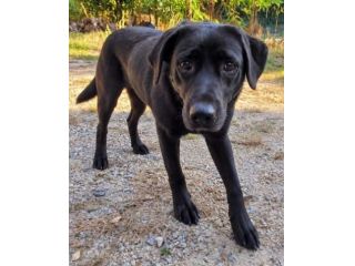 ARON LABRADOR RETRIEVER 2 ANNI