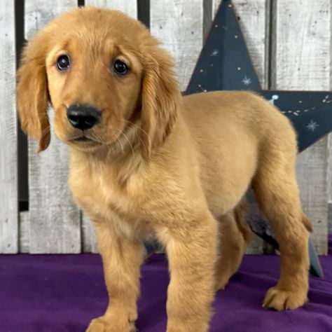 Cuccioli di Golden Retriever - Foto 2