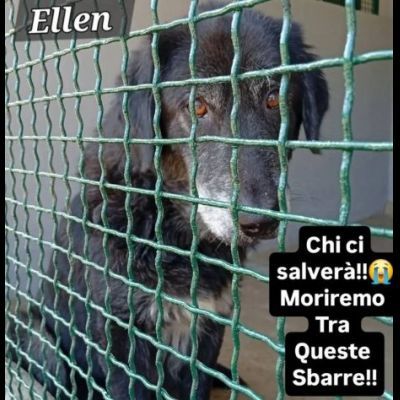 DUE NONNINE DOLCISSIME CERCANO CASA, CAGNOLINE IN ADOZIONE - Foto 4