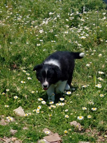 Cuccioli Border Collie - Foto 3