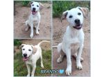 BRANDO CUCCIOLO MIX LABRADORINO